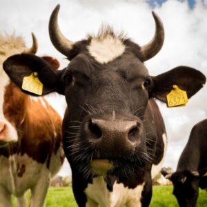 Quesos Leche de Vaca