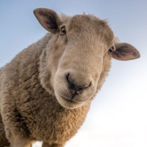 Quesos Leche de Oveja